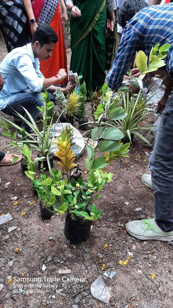 Tree Plantation